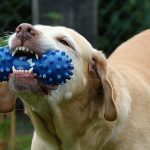 Le jouet Kong : idéal pour faire jouer votre chien et lui offrir des friandises