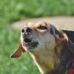 Aboiements de chiens : que faire en cas de nuisances sonores et comment les stopper ?