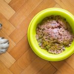 Mon chien mange trop vite : comment lui apprendre à ralentir ?