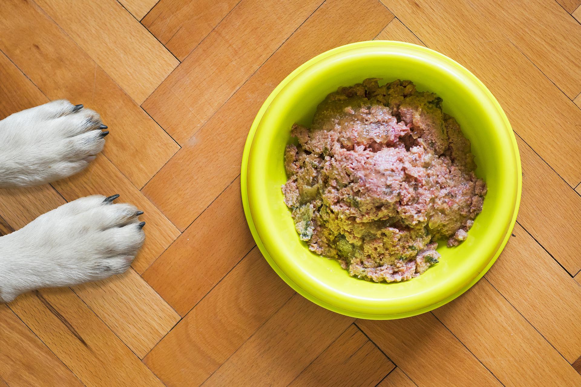 Comment ralentir votre chien s'il mange trop vite ?