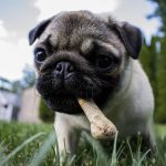 Le régime BARF est-il vraiment le meilleur régime pour les chiens ? : le pour et le contre expliqués